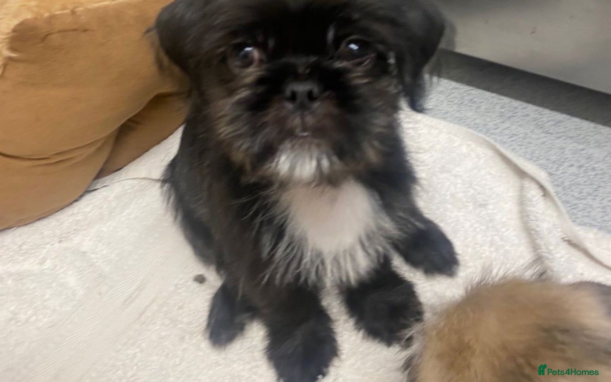 Mixed Breed dogs Pug Tzu puppies 🐶  - Advert 10