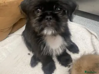 Mixed Breed dogs Pug Tzu puppies 🐶 - Advert 10