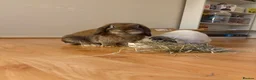 English Lop rabbits for sale: Two beautiful Buns  in Newton Abbot - Advert 5