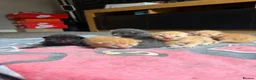 Mixed Breed cats for sale: Half ragdoll kittens  - Advert 29