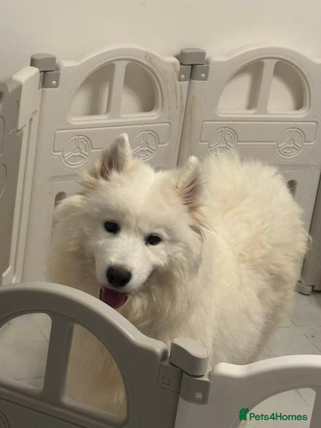 Samoyed dogs for sale: KC reg. Samoyed puppies with champ bloodline  - Advert 10