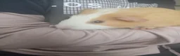 Guinea Pig rodents for sale: Star and Moon  in Southampton - Advert 2