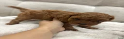 Toy Poodle dogs for sale: Asian toy poodle red brown  - Advert 7