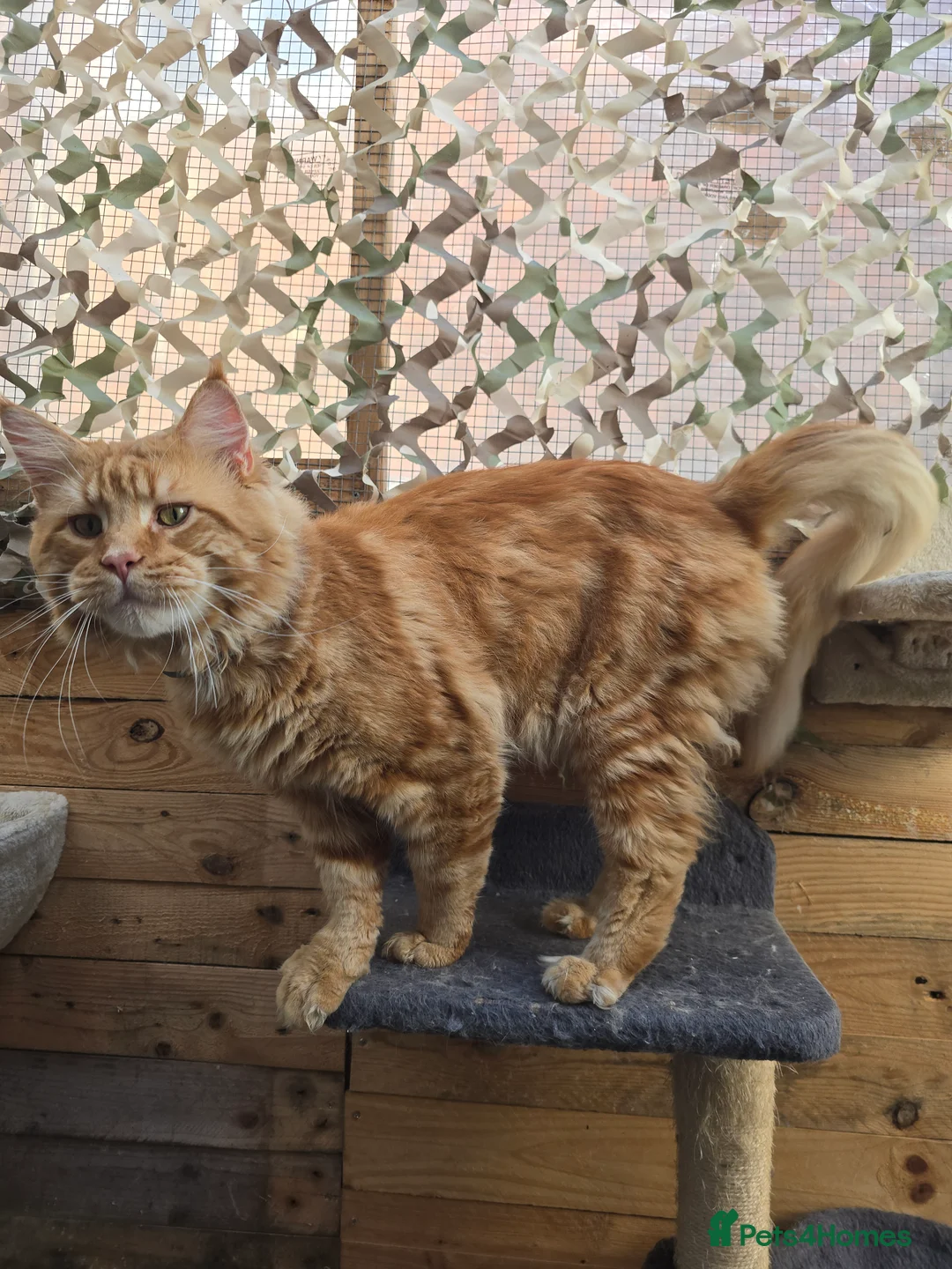 Maine Coon cats for stud: Maine Coon Large Red Tabby over 10kg in Hull - Advert 23