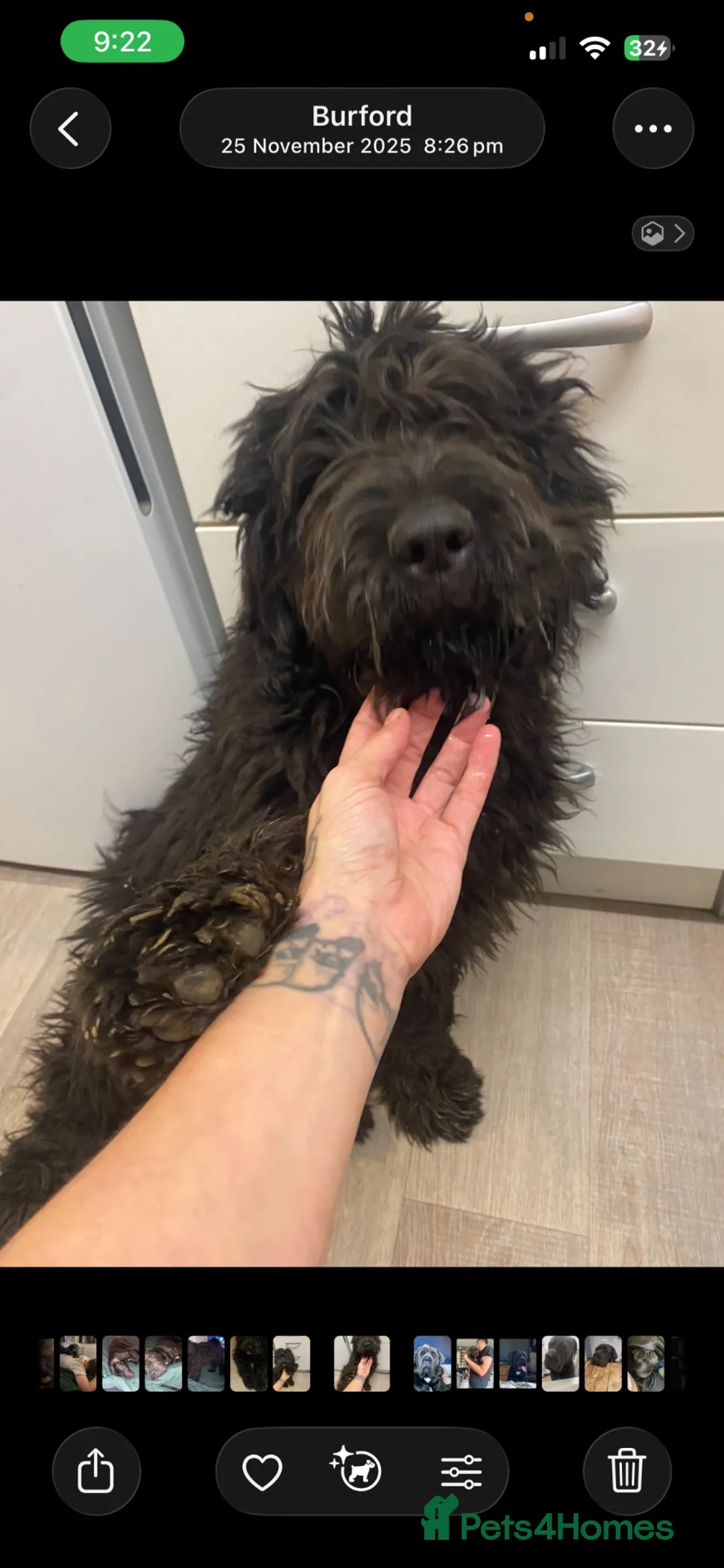 Saint Berdoodle dogs for sale: Bernadoodle dog for sale - Advert 6