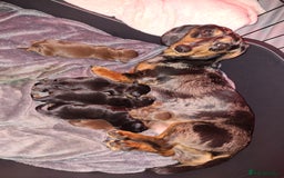 Dachshund dogs for sale: Dachshund  - Image 5