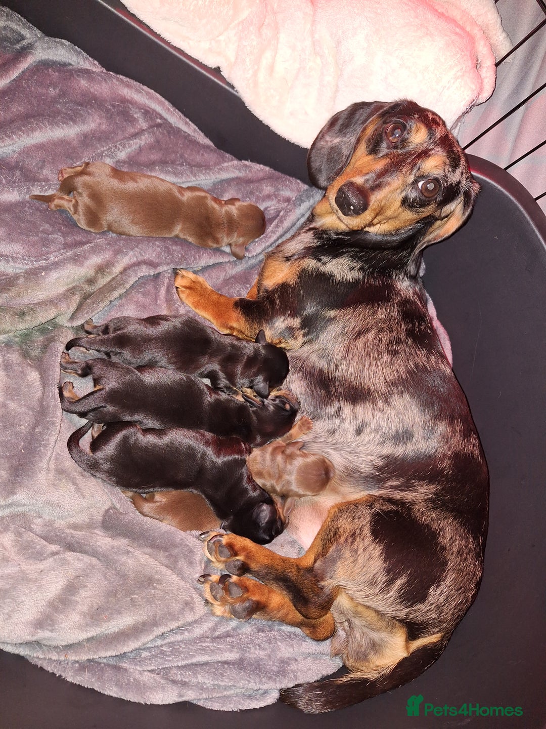 Dachshund dogs for sale: Dachshund  - Image 5