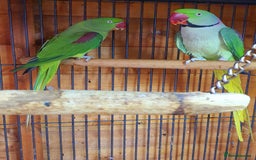 Parrots birds for sale: Alexanderine proven pair beautiful large  - Image 5