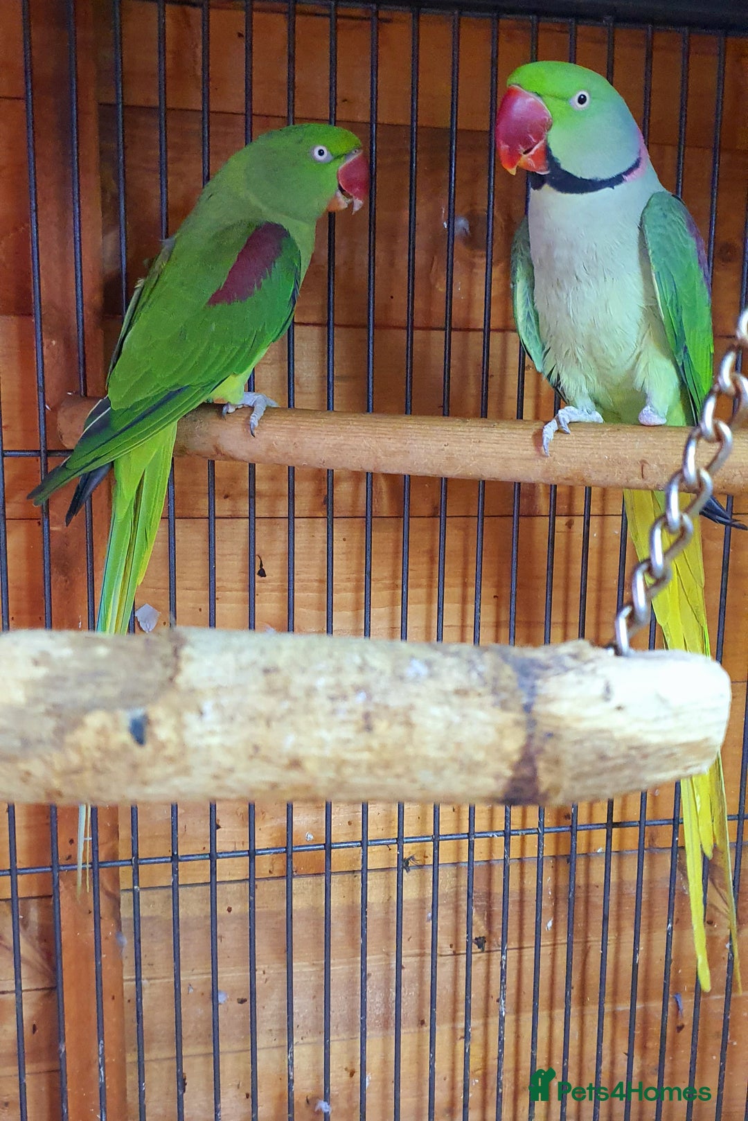 Parrots birds for sale: Alexanderine proven pair beautiful large  - Image 5