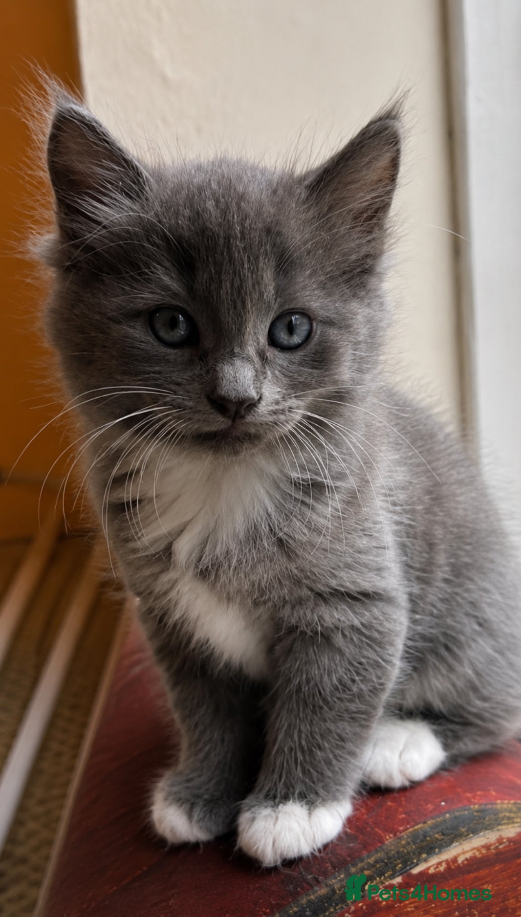 Mixed Breed cats for sale: Beautiful half ragdoll kittens 💖 - Advert 17