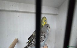 Budgerigars birds for sale: Budgies  - Image 14