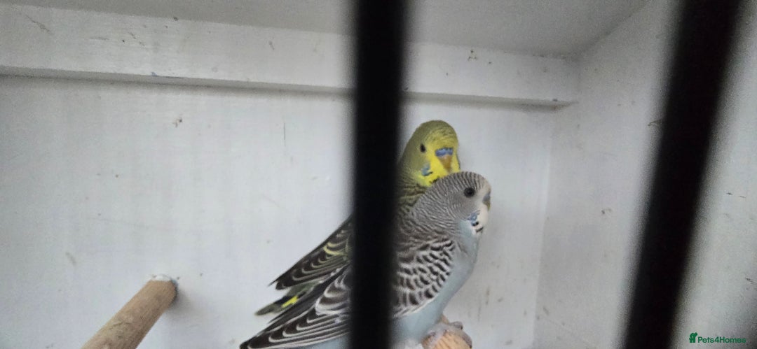 Budgerigars birds for sale: Budgies  - Image 14