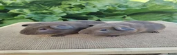 Guinea Pig rodents for sale: Pair of Male Guinea Pigs  - Advert 4