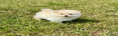 Puppy 1