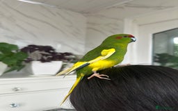 Parakeets birds for sale: 2 beautiful male and female kakarikis  - Image 2