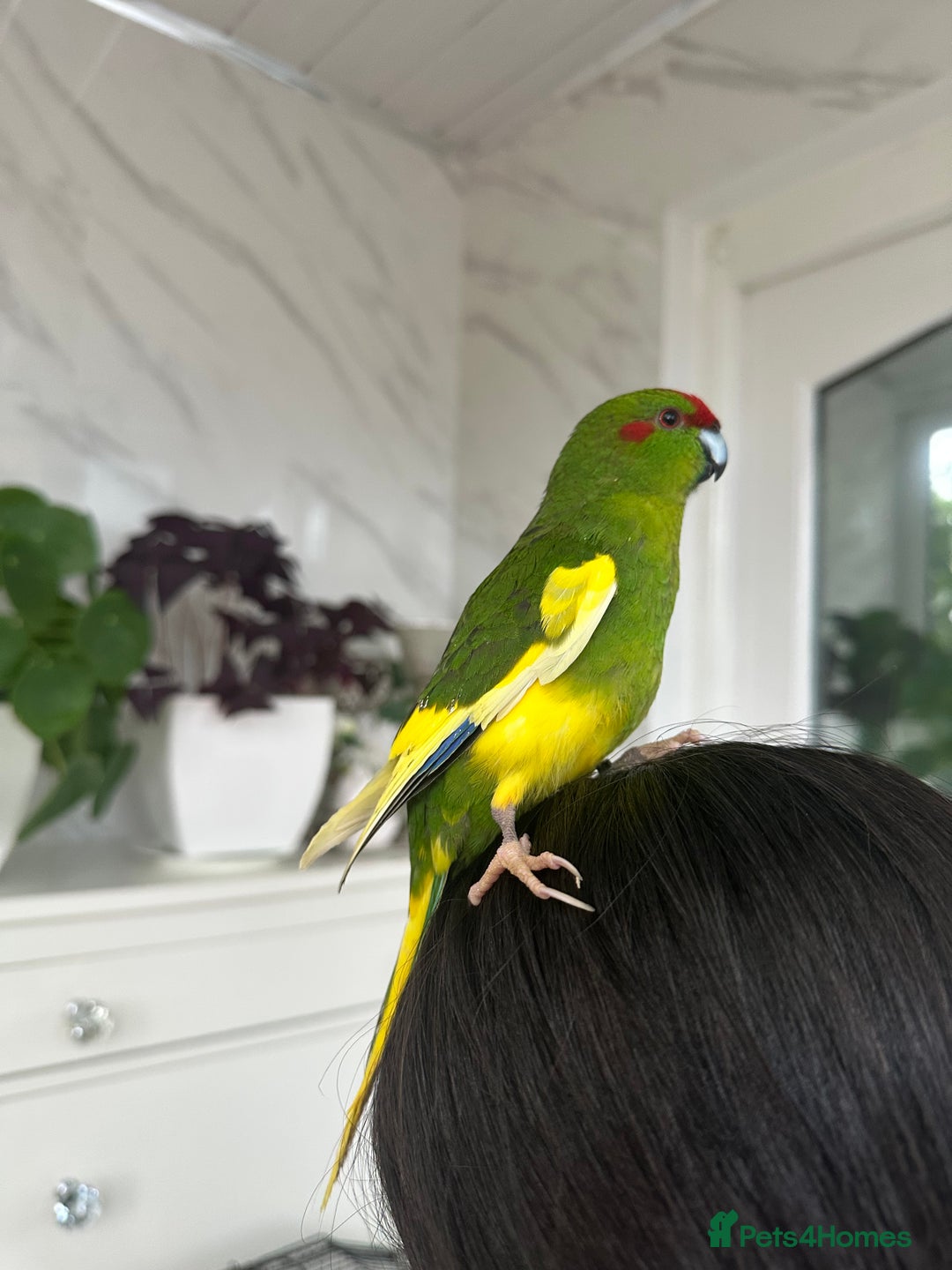 Parakeets birds for sale: 2 beautiful male and female kakarikis  - Image 2