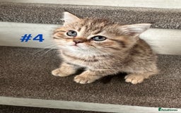 Scottish Fold cats for sale: Adorable Scottish Fold Kittens Ready for New Homes - Image 17