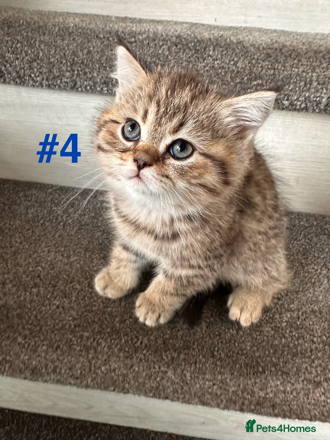 Scottish Fold cats for sale: Adorable Scottish Fold Kittens Ready for New Homes - Image 17