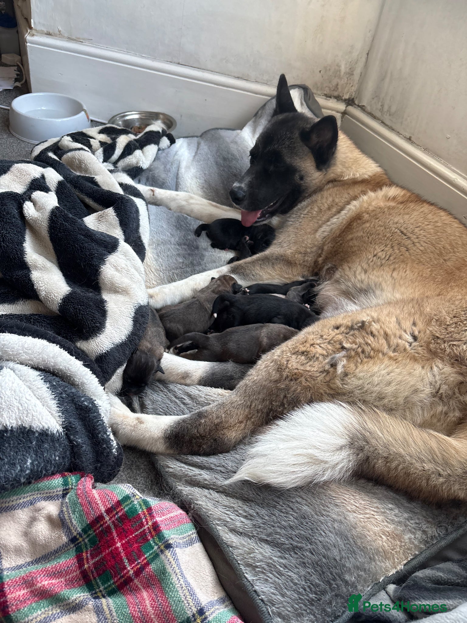 Mixed Breed dogs Akita(husky)/ Labrador puppies - Advert 13