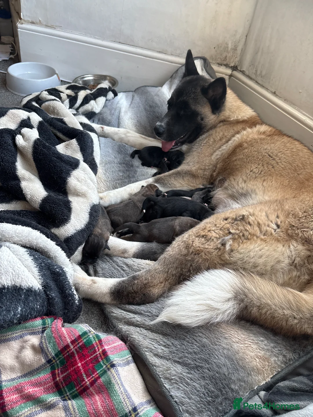 Mixed Breed dogs for sale: Akita(husky)/ Labrador puppies in Gillingham - Advert 1