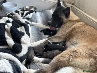 Mixed Breed dogs Akita(husky)/ Labrador puppies - Advert 13