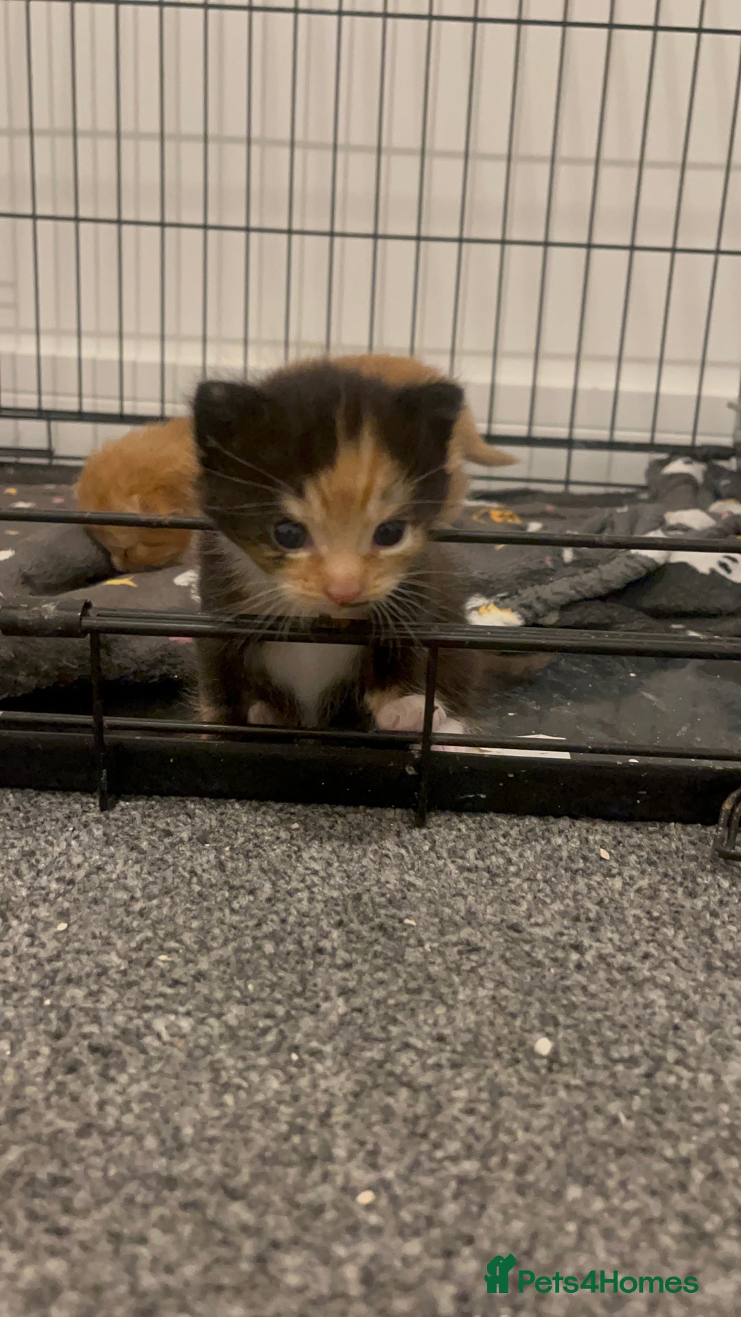 British Longhair cats for sale: 3 gorgeous long haired kittens  - Image 4