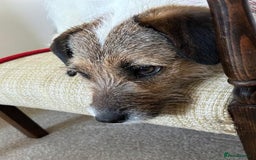 Mixed Breed dogs for adoption: Zori - Badersfield Norfolk  - Image 19