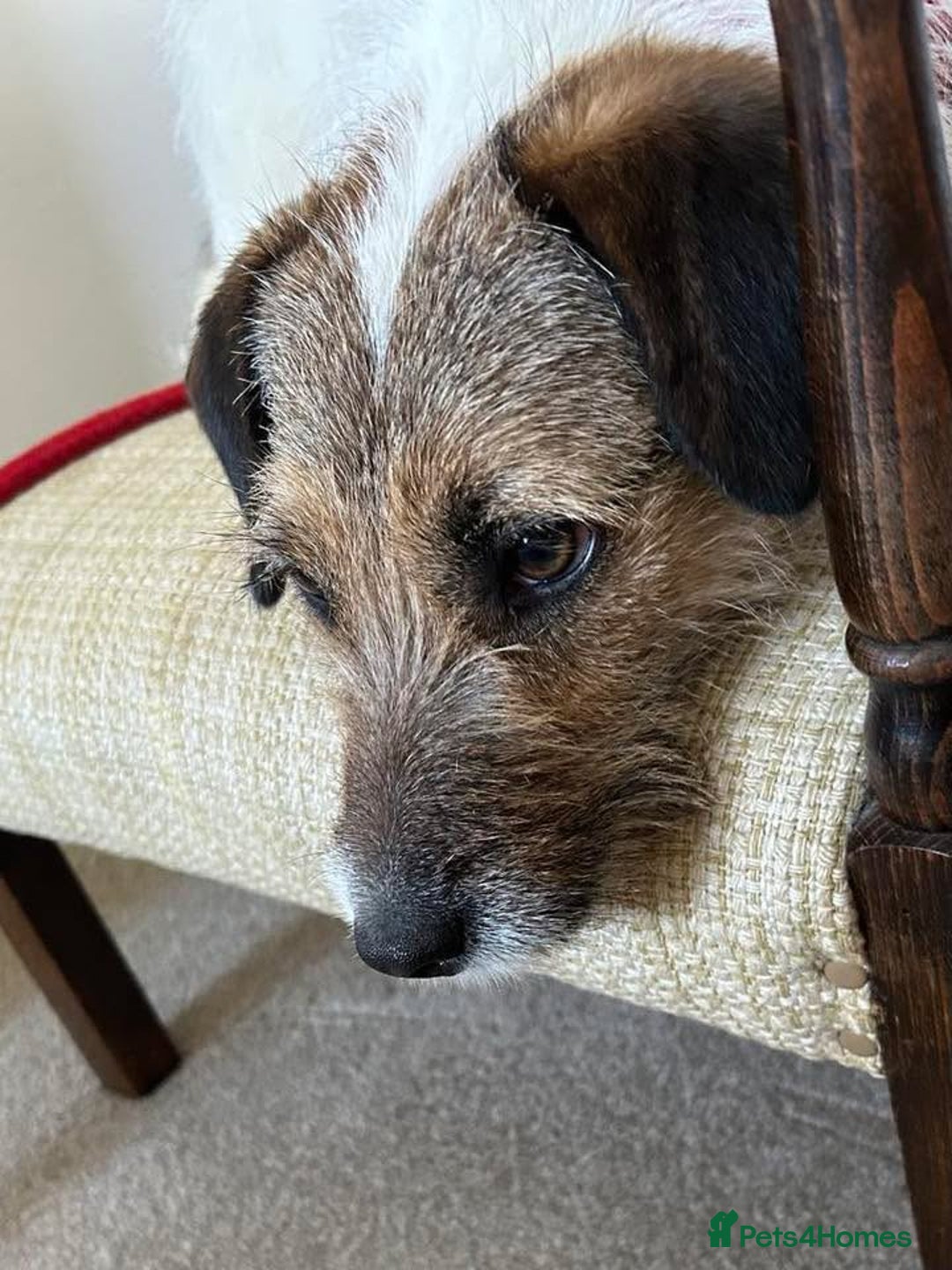 Mixed Breed dogs for adoption: Zori - Badersfield Norfolk  - Image 19