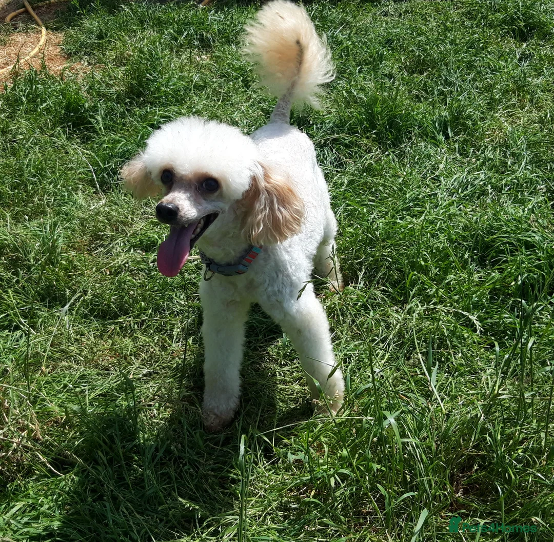 Toy Poodle dogs for stud: Biscuit, proven toy poodle available for stud in Saint Austell - Advert 3
