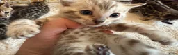 Bengal cats for sale: Outstanding Pedigree TICA Bengal Kittens - Advert 5
