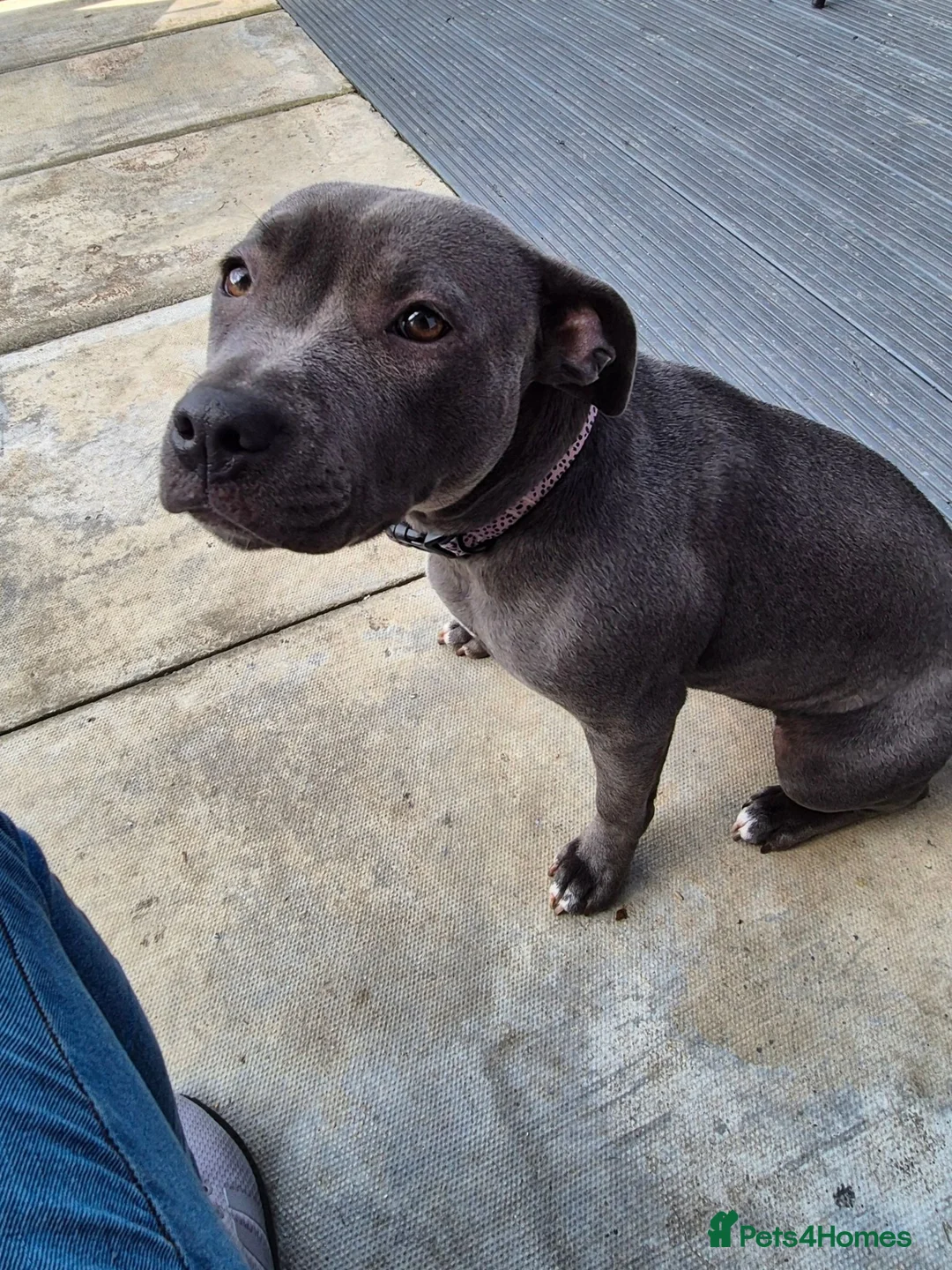 Staffordshire Bull Terrier dogs for sale: Blue staffordshire bull terriers - Advert 2