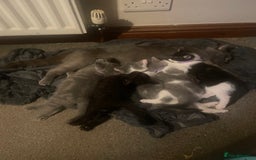 British Shorthair cats for sale: 5 kittens mixed litter 9 weeks old, ready now!  - Image 29