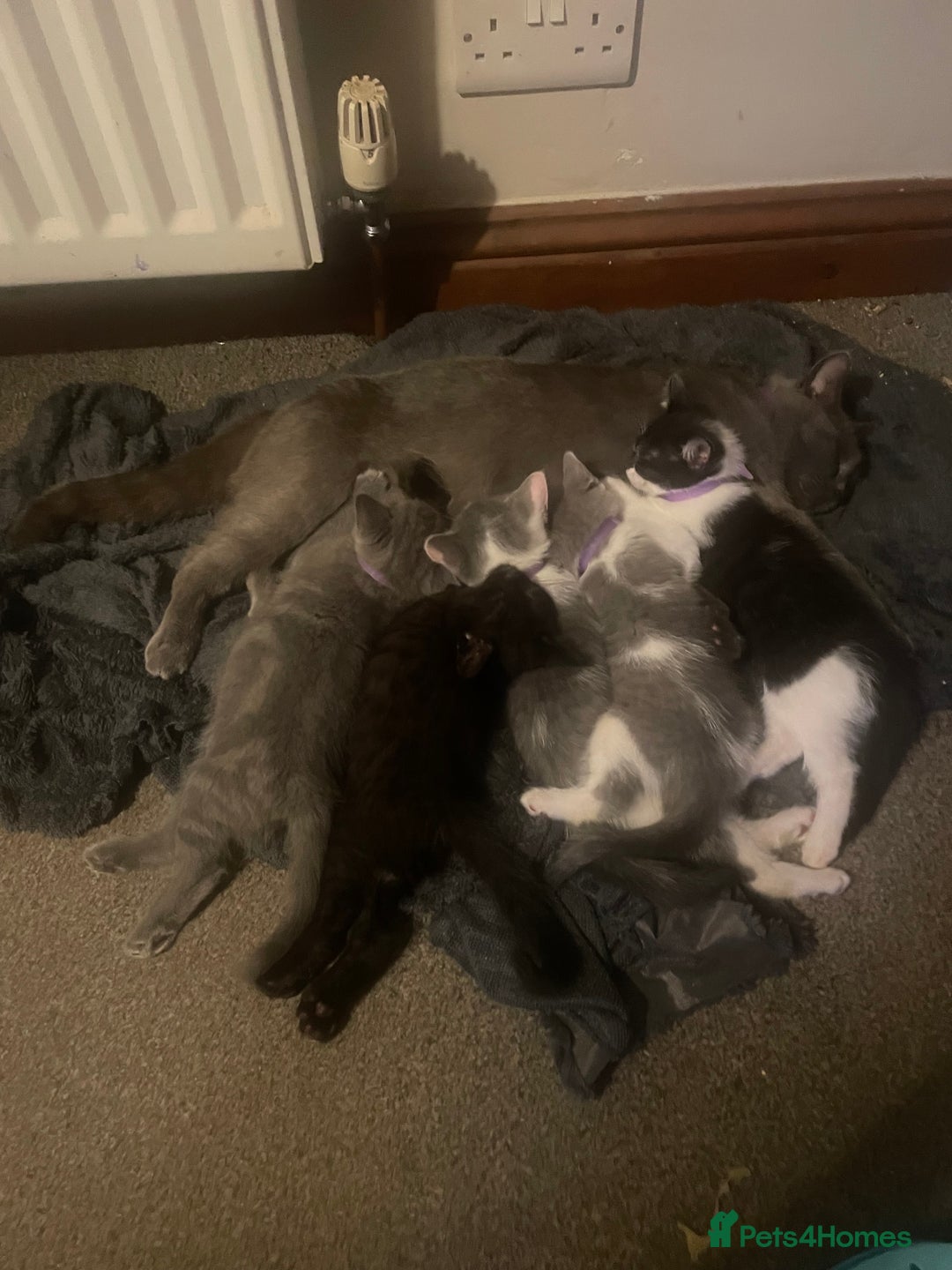 British Shorthair cats for sale: 5 kittens mixed litter 9 weeks old, ready now!  - Image 29