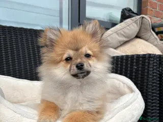 Pomeranian dogs Adorable Pomeranian boy Available💫Coco - Advert 4