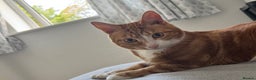 Mixed Breed cats for sale: Marla ginger cat  - Advert 32