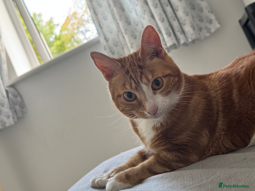 Mixed Breed cats for sale: Marla ginger cat  - Advert 32