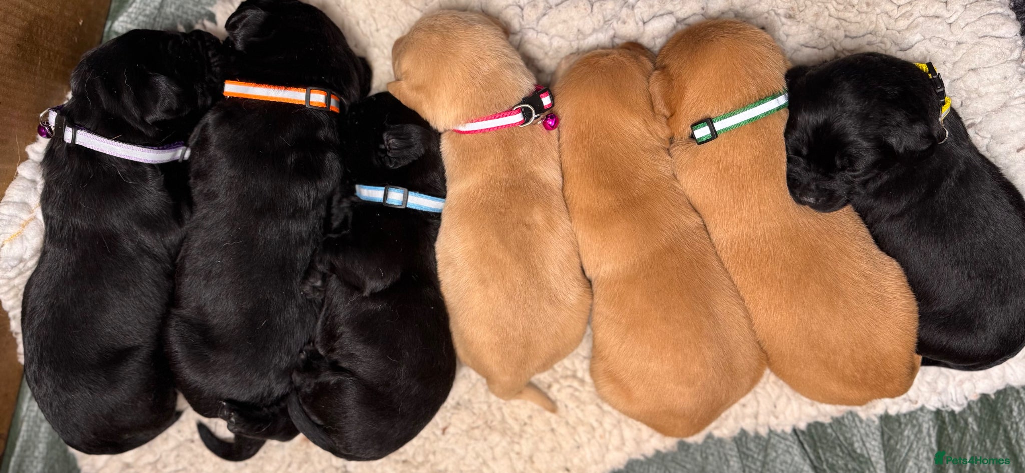 Labrador Retriever dogs for sale: Exceptional RKC reg Labrador pups. *2 girls left* - Advert 1