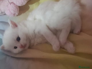 Turkish Angora cats Stunning Angoradoll kittens - Advert 1