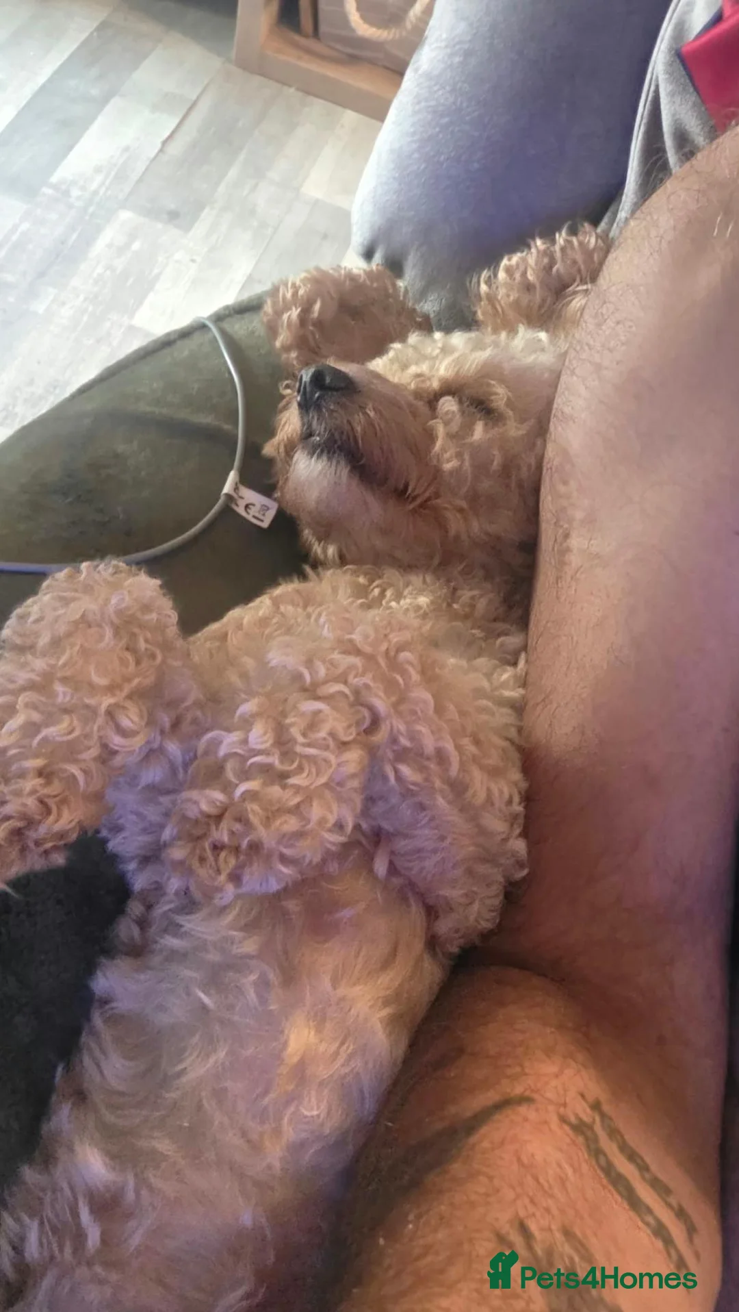 Mixed Breed dogs for sale: Cockapoo  in Tonypandy - Advert 2