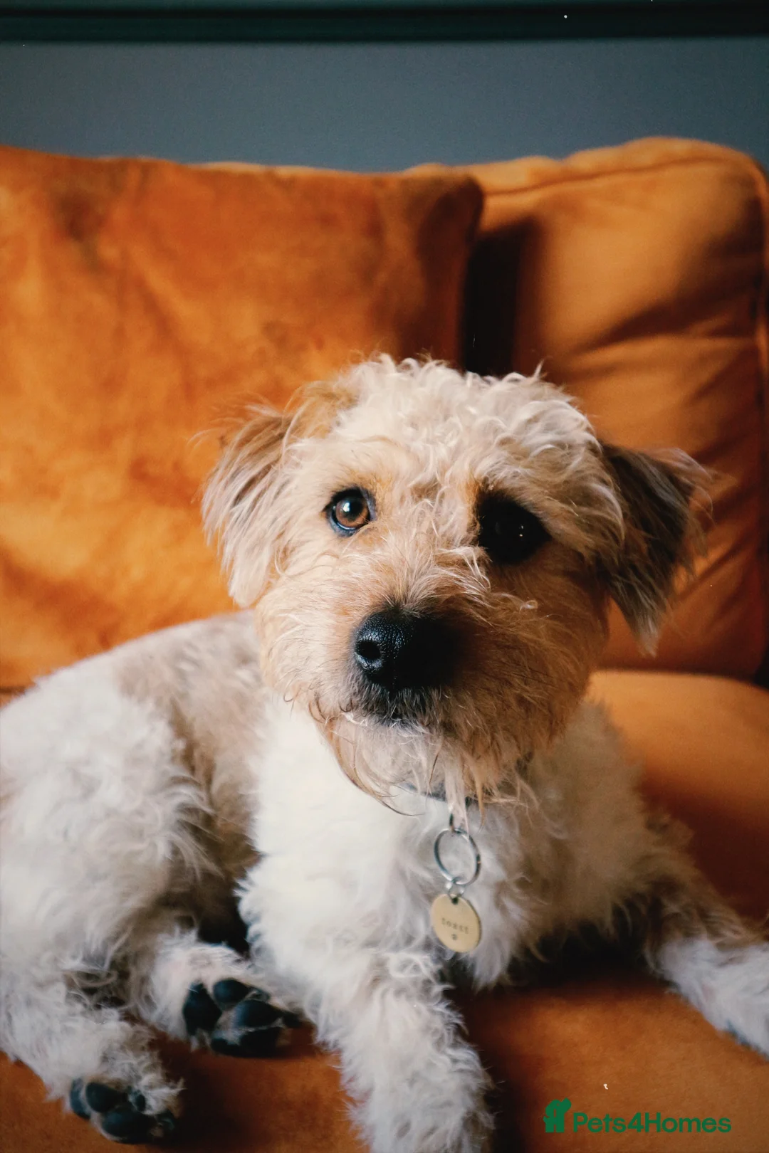 Jack Russell dogs for stud: Proven rough coated JR *REAL GEM OF A DOG* in Bristol - Advert 10