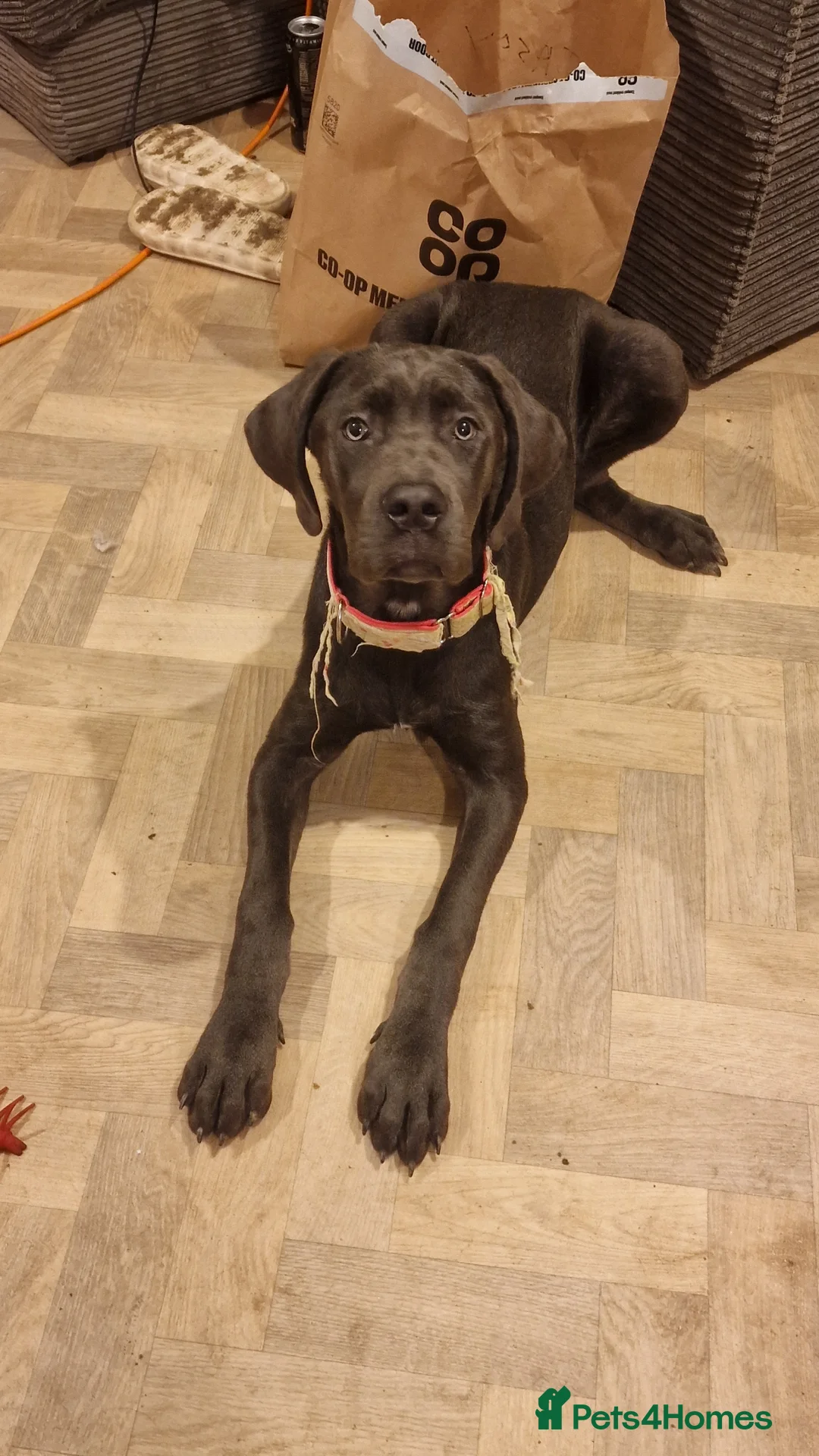 Cane Corso dogs for sale: Beautifyl 9month old cane corso  in Carmarthen - Advert 3