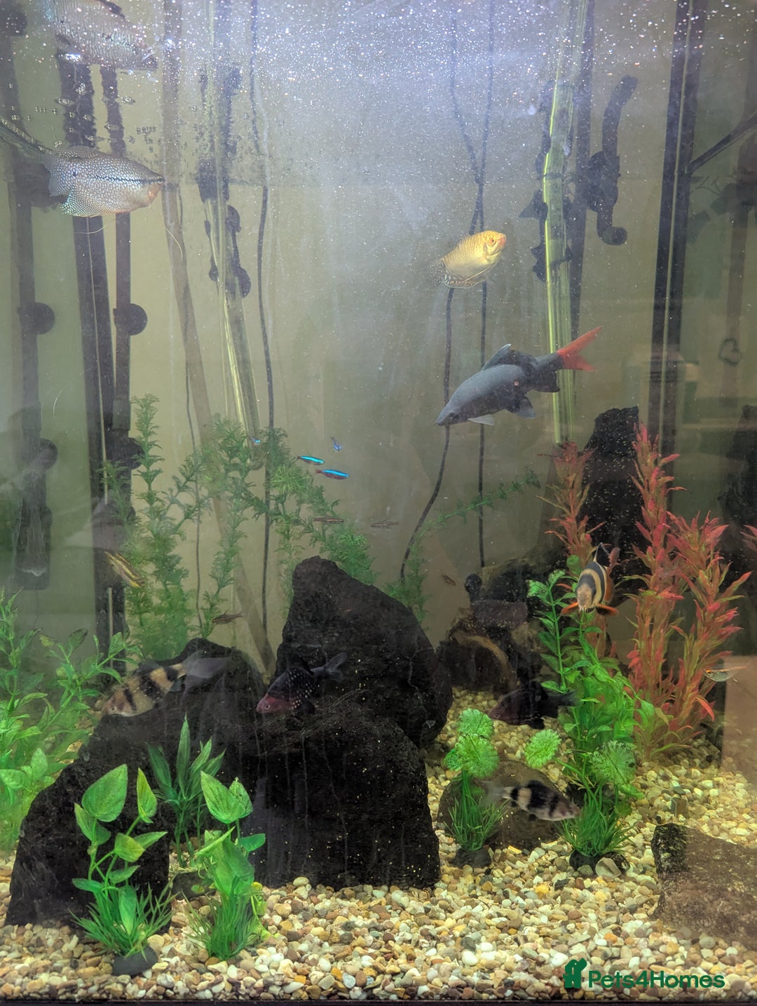 Other/Mixed Breed fish for sale: Selection of tropical fish - Image 2