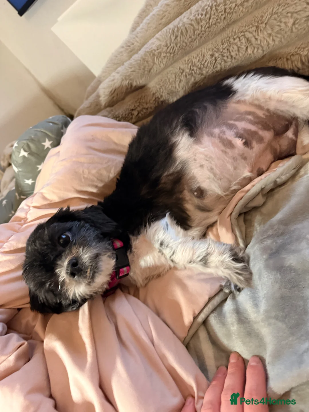 Mixed Breed dogs for sale: Sweenie puppies  - Advert 1