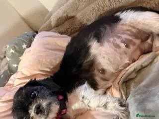 Mixed Breed dogs Sweenie puppies - Advert 15