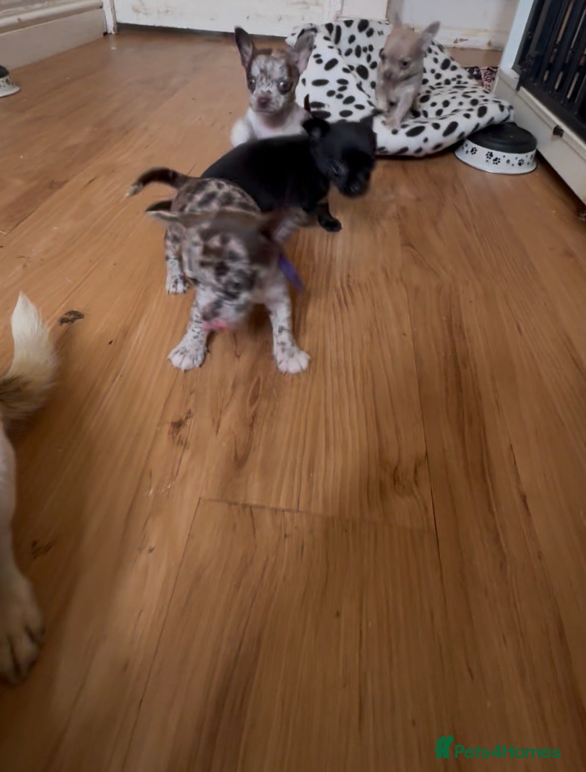 Chihuahua dogs ONLY 3 LEFT!! 5* purebred apple head chihuahuas - Advert 2