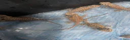 Bearded Dragon reptiles for sale: Bearded dragons  in Dover - Advert 9