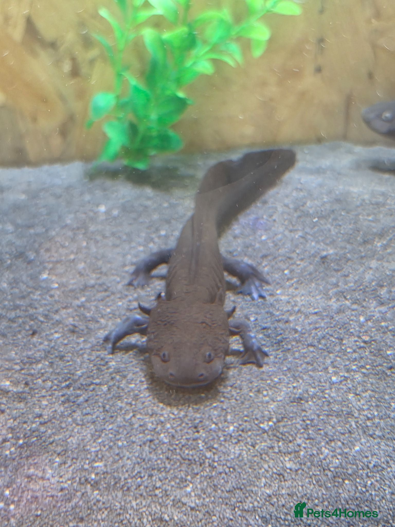 Axolotl reptiles Axolotls  - Advert 2