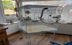 Cockatiels birds for sale: Ozzy and chip looking for a nice home - Image 4