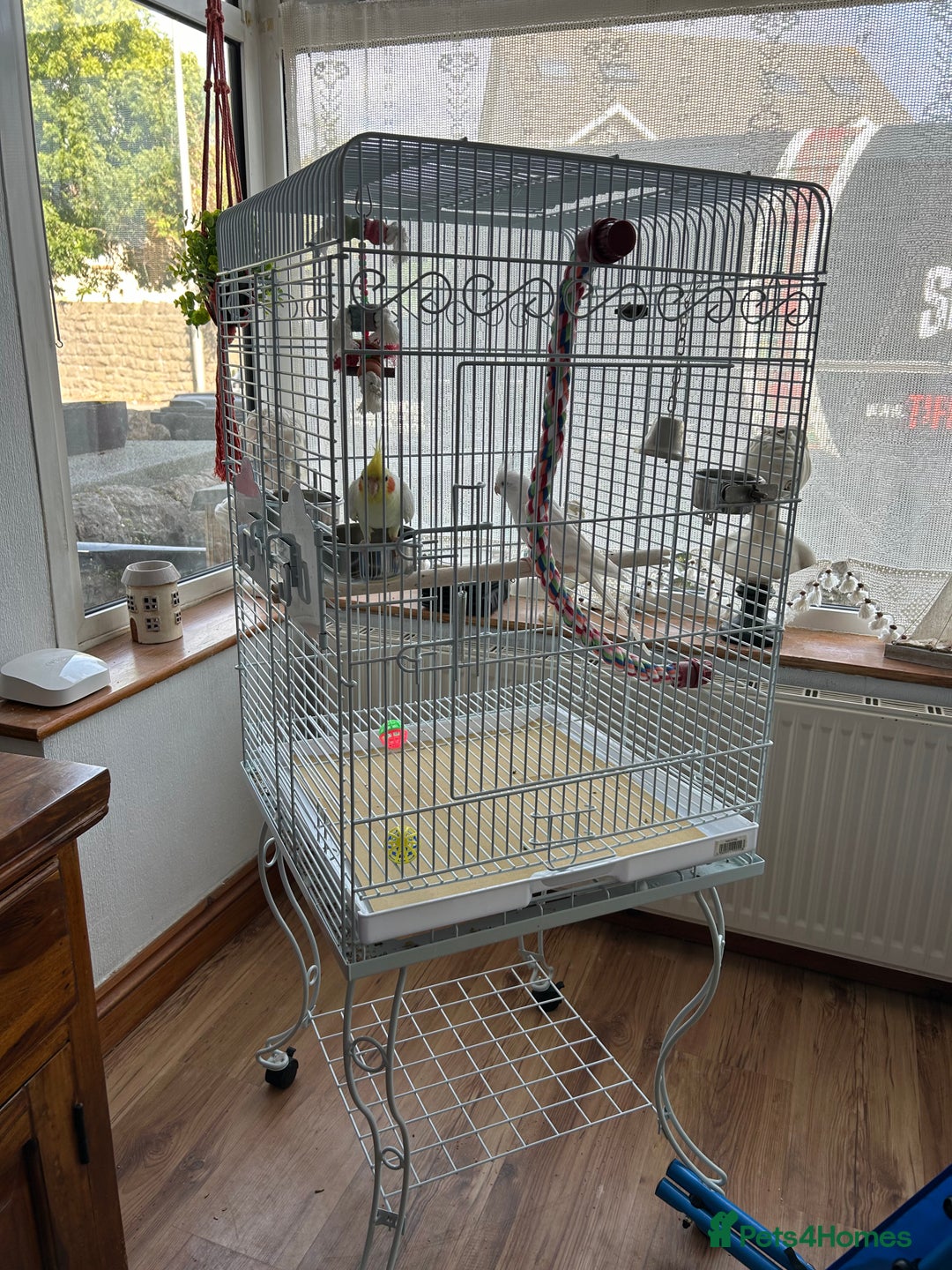 Cockatiels birds for sale: Ozzy and chip looking for a nice home - Image 4