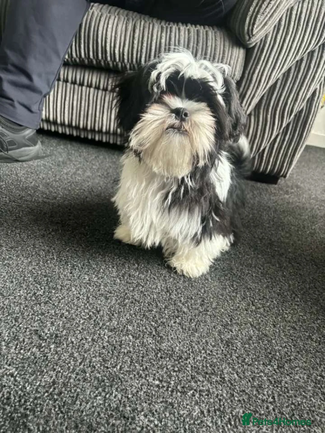 Shih Tzu dogs for sale: Shihzu - Advert 1